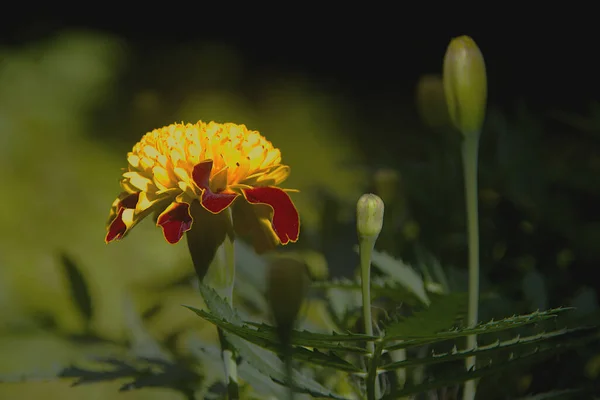Blume Und Zwei Knospen Der Tigeraugen Ringelblume Vor Verschwommenem Grünen — Stockfoto