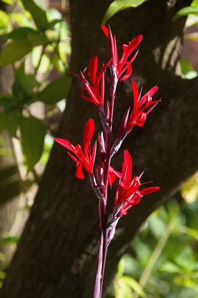 Canna Indica Comumente Conhecido Como Araruta Shotafrican Indiano Canna Comestível — Fotografia de Stock