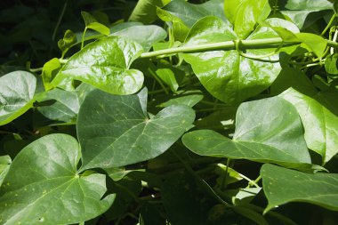 View of green leaves of amrutha balli or giloy or Indian Tino sora or Heart-Leaved Tinospora or Guduchi medicinal plant clipart