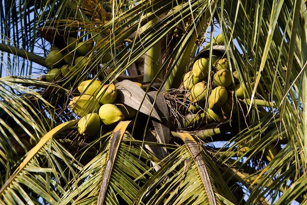 Bližší Pohled Vrcholek Kokosového Stromu Obrovskými Listy Naloženými Spoustou Plodin — Stock fotografie