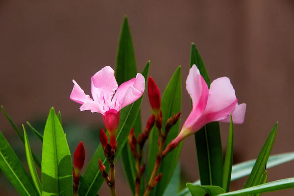 Close Flowers Buds Leaves Nariumo Oleander Flower Plant — 스톡 사진