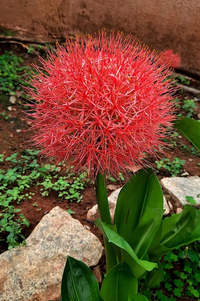 鮮やかな色の花の観賞用植物として栽培されているインドでは血ユリとして知られているScadoscus Multiflorus — ストック写真