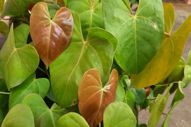 View of orange tender and green ripe leaves of Anthurium androecium plant