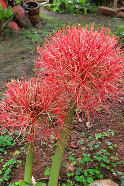 View of garden showing twin flowers of ornamental plant Scadoscus multiflorus known as blood Lily in India