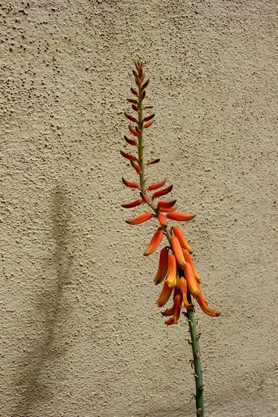 View Bunch Aloe Vera Flowers Buds Gray Coarse Background — 图库照片
