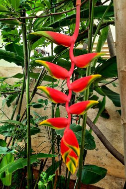 Kırmızı Hiliconia rostrata 'nın asılı görüntüsü - Istakoz Pençesi Çiçeği