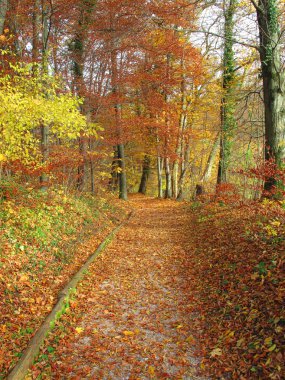 sonbahar Forest, renkli fotoğraf