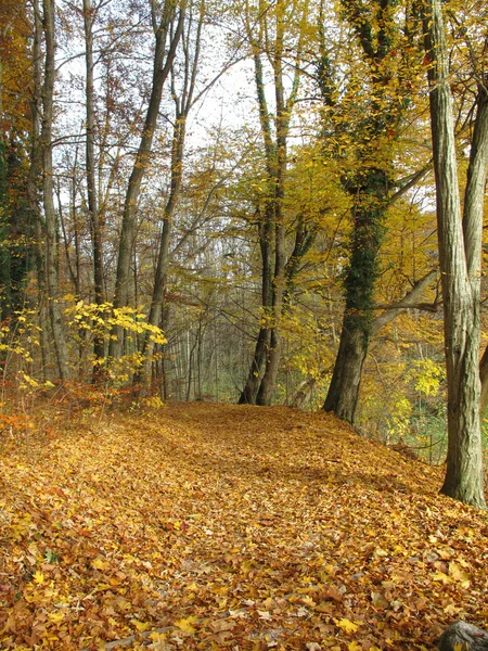 sonbahar Forest, renkli fotoğraf