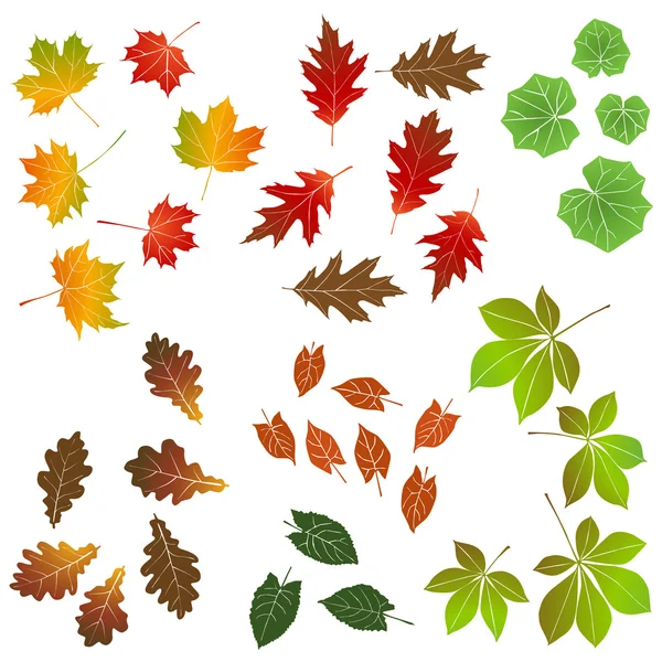 Autumn leaf, collection for designers — Stock Illustration Autumn leaf, collection for designers Royalty Free Stock Illustrations