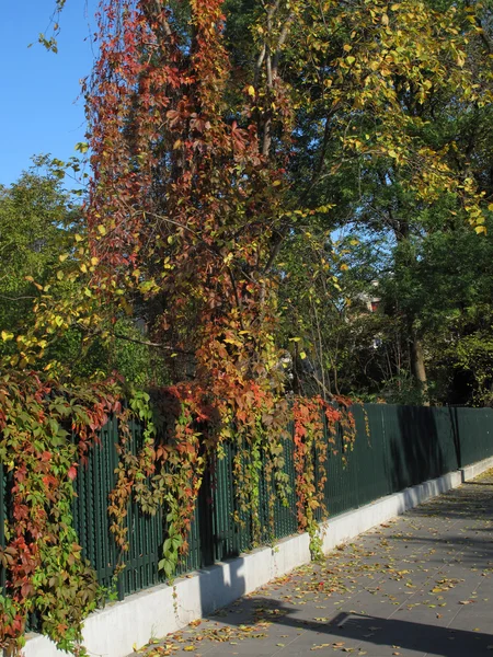 sonbahar Forest, renkli fotoğraf