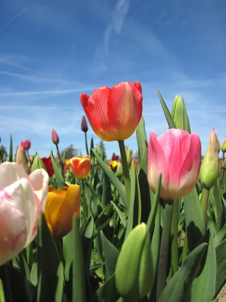 Belo campo de tulipas na primavera — Fotografia de Stock