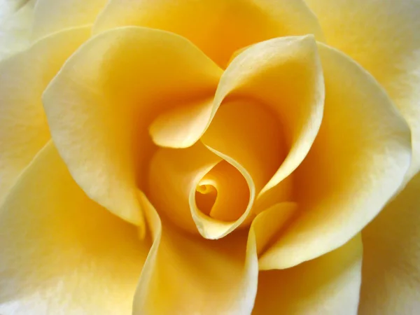 Arrière-plan - rose jaune — Photo