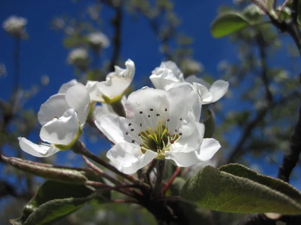 Blooming white cherry flowers on branch, on blue sky — Stock Photo, Image