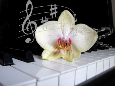 çiçek ve notaları, müzik arka plan ile piyano tuşları.