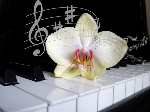 Klaviertasten mit einer Blume und Noten von, musikalischen Hintergrund. — Stockfoto