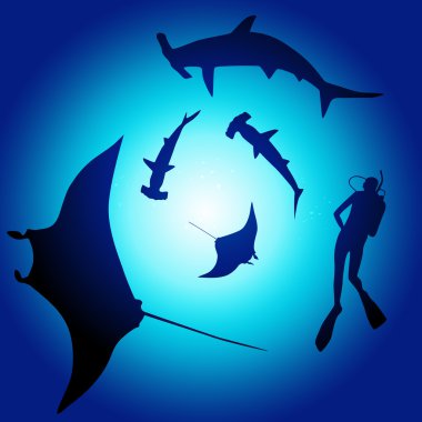 köpekbalığı ve dalgıç, köpekbalıklarıyla yüzmek