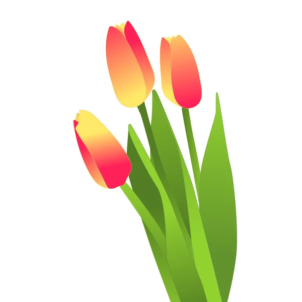Flores florecientes, tulipanes — Vector de stock