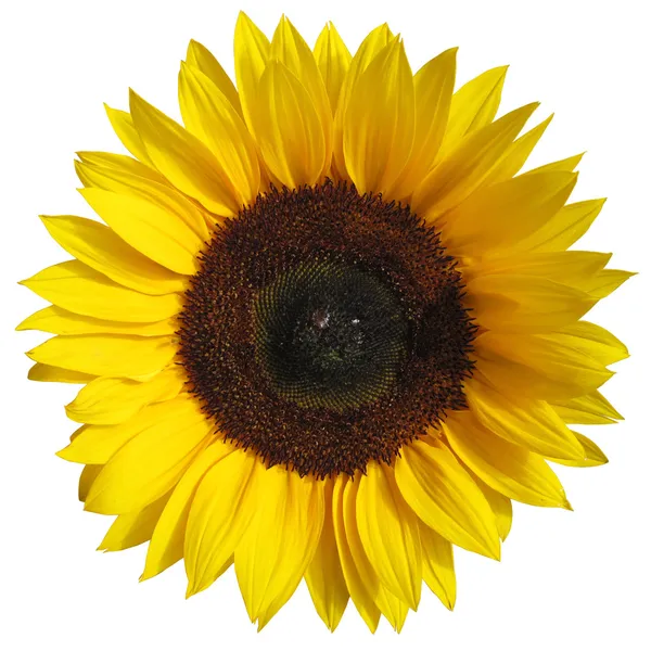 The sunflower isolated on white background with a clipping path — Stock Photo, Image