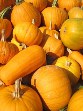 sonbahar piyasada kabak toplama