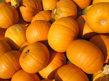 sonbahar piyasada kabak toplama