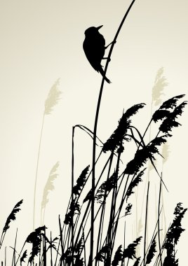 Reed, yaz gün içinde oturan bir kuş