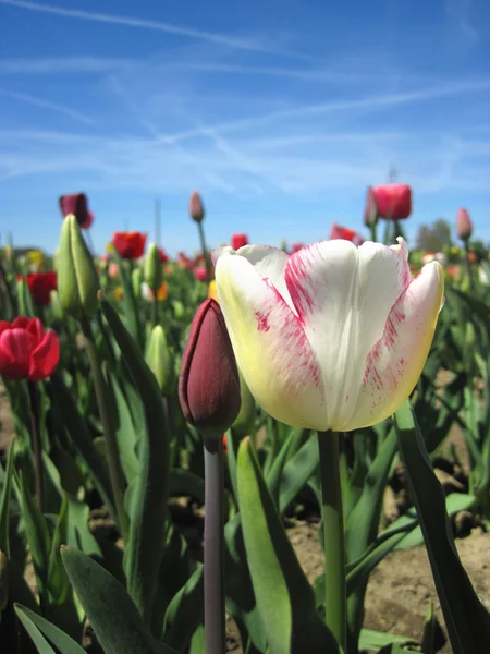 Belo campo de tulipas na primavera — Fotografia de Stock