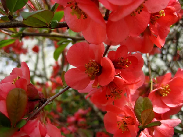 Tak met spring bloemen blossoms — Stockfoto