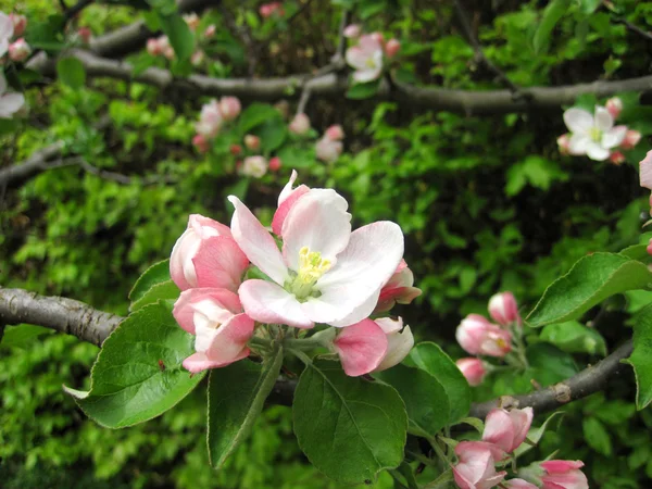 The branch with pink blossoms. Spring — Stock Photo, Image