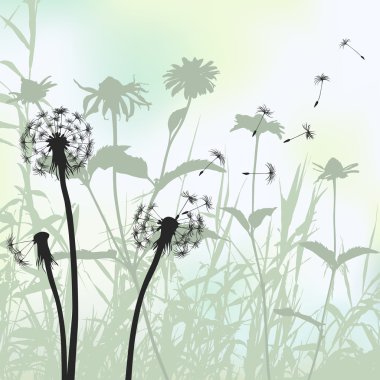 Floral background, dandelion meadow diuring summertime clipart