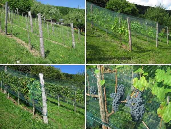Vineyard - Four Seasons — Stock Photo, Image