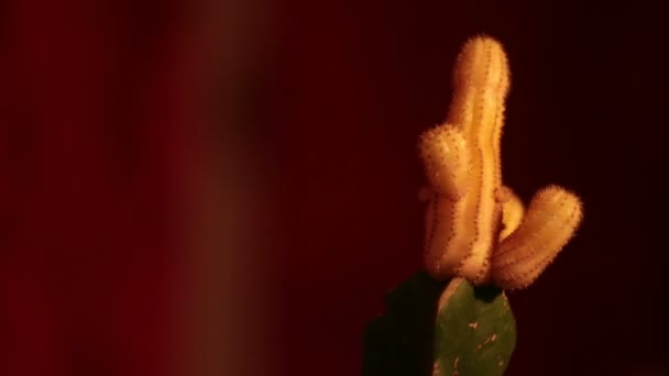 Незрячие кактусы в фокусе и вне фокуса (здесь: мужчина ) — стоковое видео