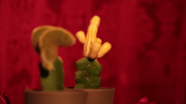 Неприємні кактуси всередині і поза фокусом (тут: чоловічий і жіночий ) — стокове відео