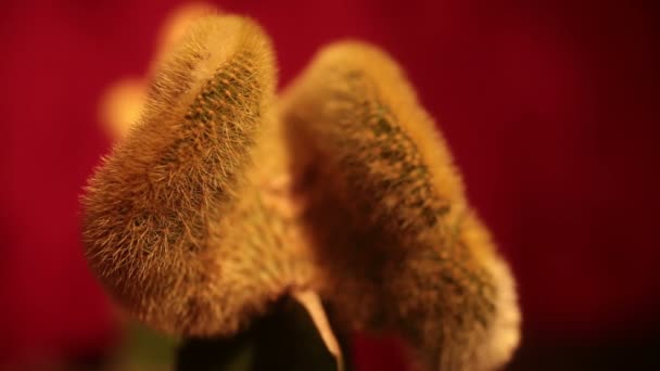 Незрячие кактусы в фокусе и вне фокуса (здесь: самка ) — стоковое видео