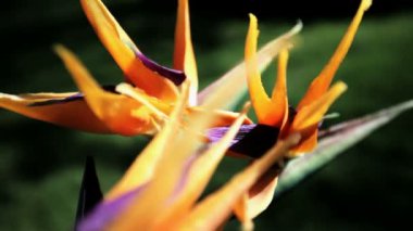 Cennet kuşu (STERLİÇYA) - pt1