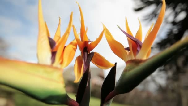 Aves del paraíso (Strelitzia) - pt2 — Vídeo de stock