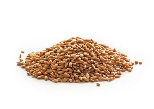 Grano del trigo —  Fotos de Stock