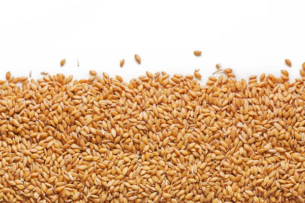 Grain of the wheat — Stock Photo, Image