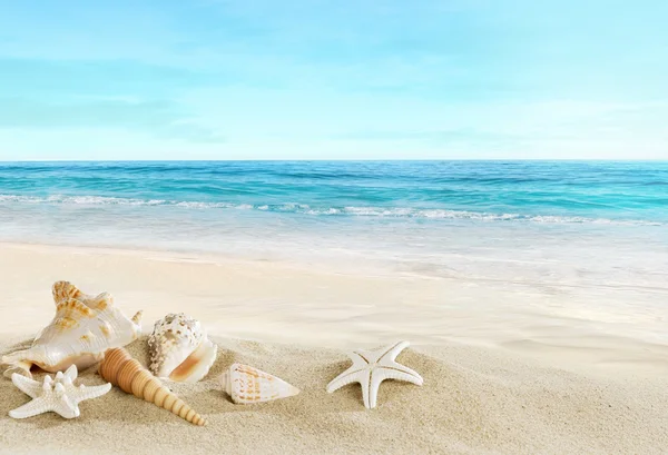 Paisaje con conchas en la playa tropical — Foto de Stock