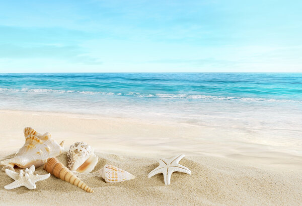 Landscape with shells on tropical beach Royalty Free Stock Photos