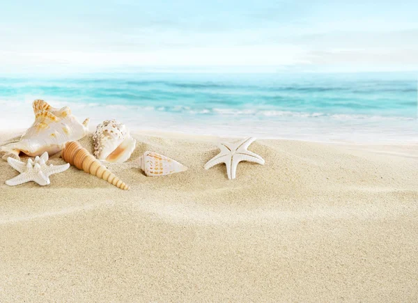 Conchas na praia arenosa — Fotografia de Stock