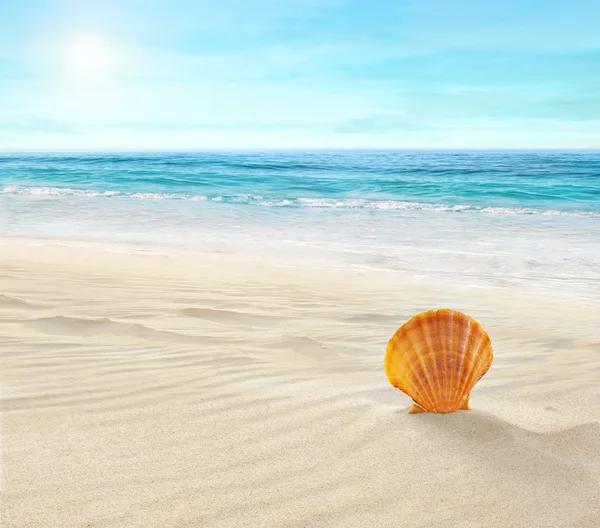 Shell sulla spiaggia tropicale — Foto Stock