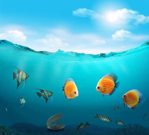 Fische im Meer. — Stockfoto