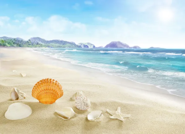 Landscape with shells on sandy beach. — Stock Photo, Image