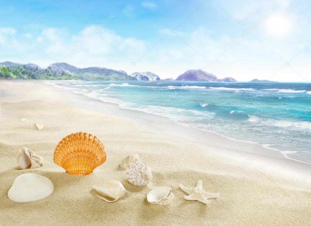 Landscape with shells on sandy beach.