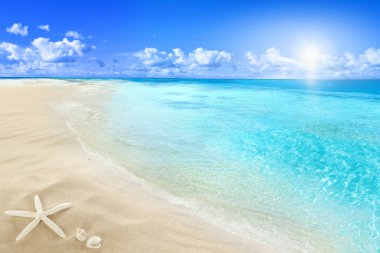Картина, постер, плакат, фотообои "раковины на солнечном пляже
", артикул 48845195