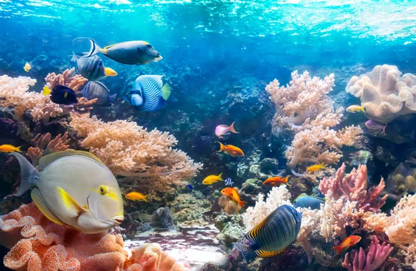 Life of the underwater world. Animals in the coral reef. Colorful tropical fish. Ecosystem. Underwater panoramic view