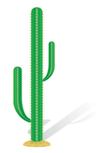 Cactus vektor illustration — Stock vektor
