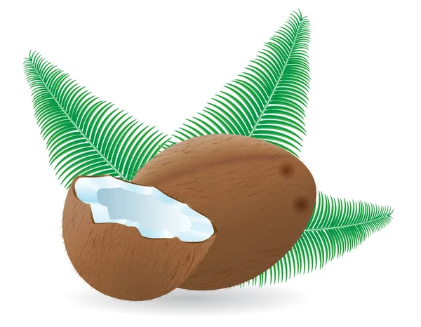 Кокосовая и листовая векторная иллюстрация — стоковый вектор