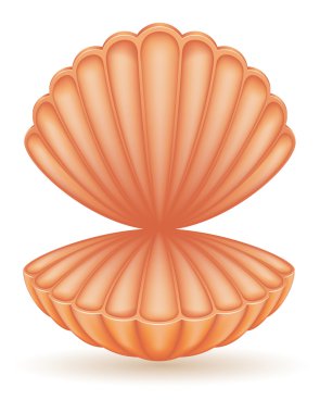 kabuk deniz vektör çizim