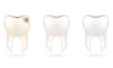 Beyaz arkaplanda izole edilmiş insan kök dişi modeli vektör çizimi